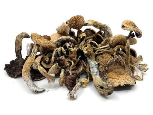 Golden Teachers Magic Mushrooms - Image 3
