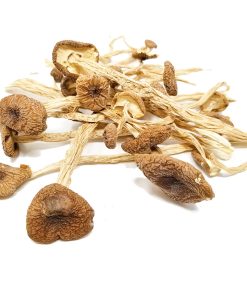 Alternative view of Psilocybe Mexicana Mushrooms