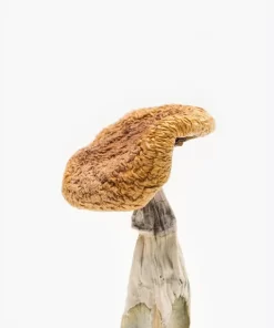 Alternative view of Golden Teachers Magic Mushrooms