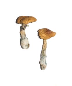 Alternative view of penis-envy-6-pe6-dried-magic-mushrooms
